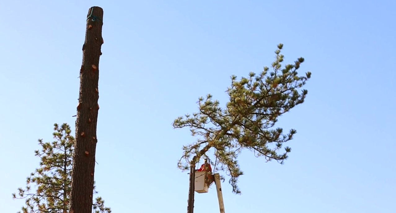 The Lone Pine Tree Company